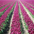 tulip field, Netherlands Royalty Free Stock Photo