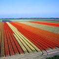 tulip field, Netherlands Royalty Free Stock Photo