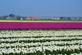 Tulip field