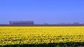 Tulip field