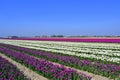 Tulip field