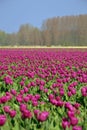 Tulip field