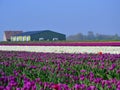 Tulip field