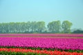 Tulip field