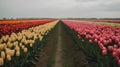 Tulip field in the Netherlands. Beautiful springtime landscape.