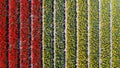 Tulip field in The Netherlands from bird perspective Royalty Free Stock Photo