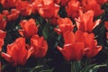 Tulip field in Netherlands. Colorful red tulips in the flower garden Royalty Free Stock Photo