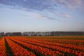 Tulip field in Netherlands Royalty Free Stock Photo