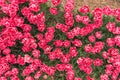 Tulip field in North Holland Royalty Free Stock Photo