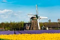 Tulip field and old mills in netherland