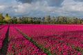 Tulip field and old mills in netherland