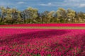 Tulip field and old mills in netherland