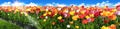 Tulip field Panorama with beautiful colours. Tulip flowerbed with blue sky and sunrays. Royalty Free Stock Photo