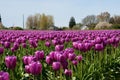 Tulip field with purple flowers