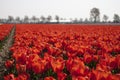 Tulip field