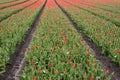 Tulip field with red flowers Royalty Free Stock Photo