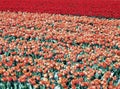 Tulip field with only red flowers in Holland Royalty Free Stock Photo