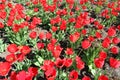 Tulip field red flowers Royalty Free Stock Photo