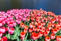 Tulip field with red and pink tulips at water Royalty Free Stock Photo