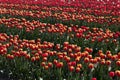 Tulip field, red and yellow flowers in spring