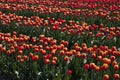 Tulip field, red and yellow flowers in spring