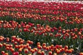 Tulip field, red, yellow and white flowers in spring