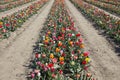 Tulip field with rows of flowers in assorted colors in sunlight