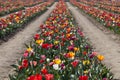 Tulip field, rows of flowers in assorted colors in spring Royalty Free Stock Photo