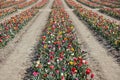 Tulip field with rows of flowers in assorted colors in spring Royalty Free Stock Photo