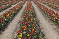 Tulip field, rows of flowers in assorted colors in sunlight Royalty Free Stock Photo