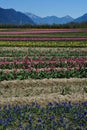 Tulip field in sea bird island