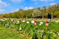 tulip field in spring in jardin des Plantes in Paris Royalty Free Stock Photo