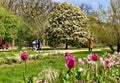 tulip field in spring in jardin des Plantes in Paris Royalty Free Stock Photo