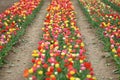 Tulip field in spring in Laakirchen, Austria, Europe