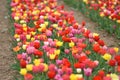 Tulip field in spring in Laakirchen, Austria, Europe