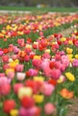 Tulip field in spring in Laakirchen, Austria, Europe