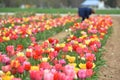 Tulip field in spring in Laakirchen, Austria, Europe