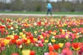 Tulip field in spring in Laakirchen, Austria, Europe