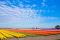 Tulip field. Spring in the Netherlands Royalty Free Stock Photo