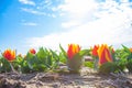 Tulip field. Spring in the Netherlands Royalty Free Stock Photo