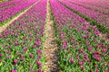 Tulip field. Spring in the Netherlands Royalty Free Stock Photo