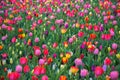 Tulip field. Spring in the Netherlands Royalty Free Stock Photo