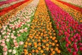 Tulip field. Spring in the Netherlands Royalty Free Stock Photo