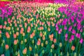 Tulip field. Spring Royalty Free Stock Photo