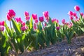 Tulip field. Spring in the Netherlands Royalty Free Stock Photo