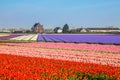 Tulip field. Spring in the Netherlands Royalty Free Stock Photo