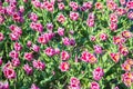 Tulip field. Spring in the Netherlands Royalty Free Stock Photo