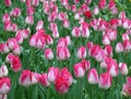 Tulip Field in Spring Shower!! Bunch of Blooming Vivid Pink and White Two-Tone Tulip Flowers with Raindrops
