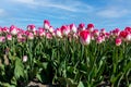 Tulip field in spring