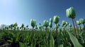 Tulip field in springtime. Green tulips in the field